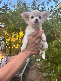Cuccioli di chihuahua disponibili