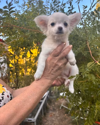 Cuccioli di chihuahua disponibili