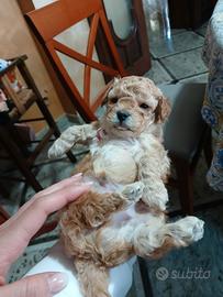 Barboncino toy e mini toy