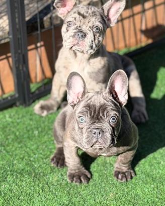 Cuccioli di bulldog francesi blue e merlè blue