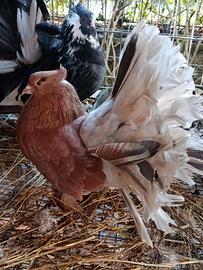 Coppia Pavoncelle Indiane