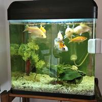 Acquario Billy 30