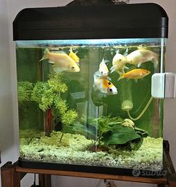 Acquario Billy 30