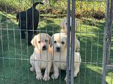 Labrador cuccioli