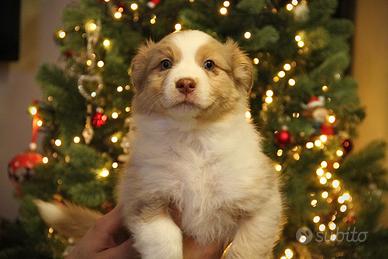 Cuccioli Australian Sheperd