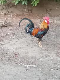 Gallo livornese