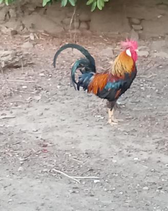 Gallo livornese
