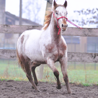 Cavalla puledra appaloosa