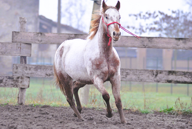 Cavalla puledra appaloosa
