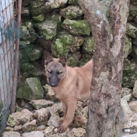 Cucciola belga malinois