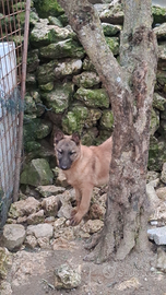 Cucciola belga malinois