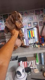 Bassotto arlecchino