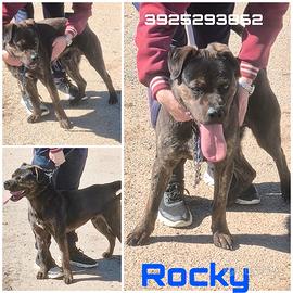 Rocky un big buono in attesa della sua famiglia