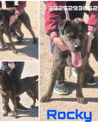Rocky un big buono in attesa della sua famiglia