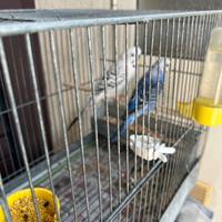 Pulli di cocorita clearbody