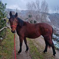 Puledra femmina di 1 anno e 8 mesi