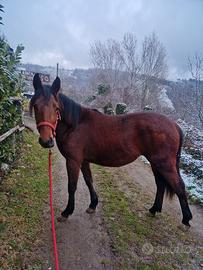 Puledra femmina di 1 anno e 8 mesi