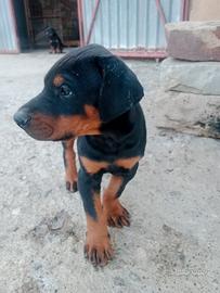 Cani dobermann