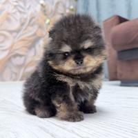 Spitz di Pomerania maschio ENCI FCI