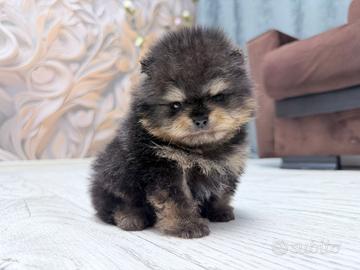 Spitz di Pomerania maschio ENCI FCI