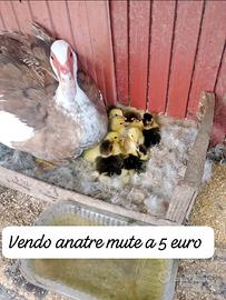 Anatra mute