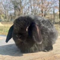 Cuccioli minilop coniglio nano