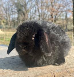Cuccioli minilop coniglio nano