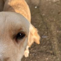 ? SHELLY - 1 anno e mezzo