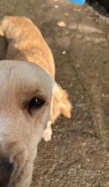 ? SHELLY - 1 anno e mezzo