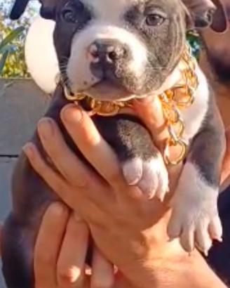 Cucciolo American bully