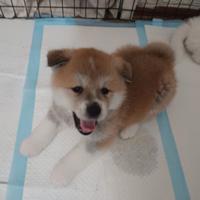 Cuccioli Akita inu