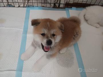 Cuccioli Akita inu