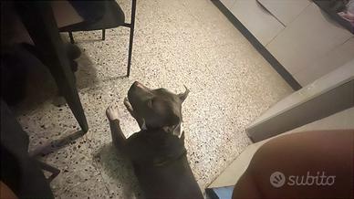 Cane amstaff
