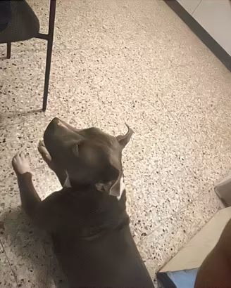 Cane amstaff