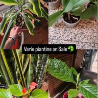 Svariate Piante da balcone o giardino