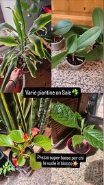 Svariate Piante da balcone o giardino