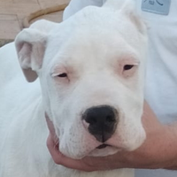 Cuccioli di Dogo Argentino