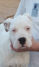 Cuccioli di Dogo Argentino