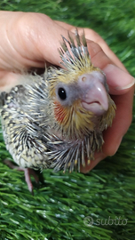 Calopsite allevate a mano