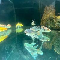Carpe koi