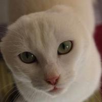 Meringa