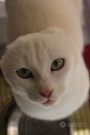 Meringa