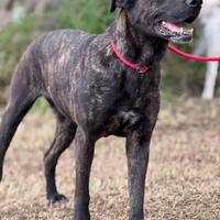 Fiandra, socievole e brava attende la sua famiglia