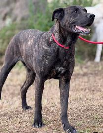 Fiandra, socievole e brava attende la sua famiglia