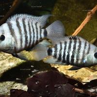 Coppia riproduttrice Cryptoheros Spirulus