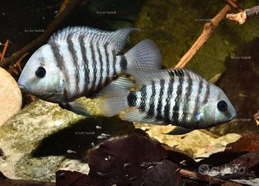 Coppia riproduttrice Cryptoheros Spirulus