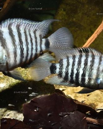 Coppia riproduttrice Cryptoheros Spirulus