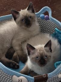 Cuccioli siamesi