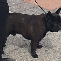 Cuccioli Bouledogue Francese