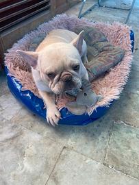 bulldog francese  per monta